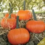 The Pumpkin Hollow photo