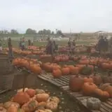 The Pumpkin Hollow photo