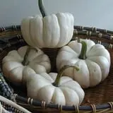 The Pumpkin Hollow photo