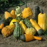 The Pumpkin Hollow photo