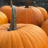 The Pumpkin Hollow photo