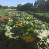 The Pumpkin Hollow photo