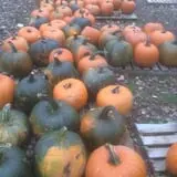 The Pumpkin Hollow photo