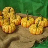 The Pumpkin Hollow photo