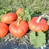 The Pumpkin Hollow photo