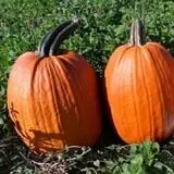 The Pumpkin Hollow photo