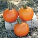 The Pumpkin Hollow photo