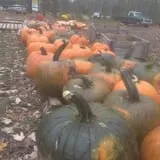 The Pumpkin Hollow photo