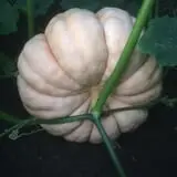 The Pumpkin Hollow photo