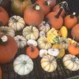 The Pumpkin Hollow photo