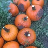 The Pumpkin Hollow photo