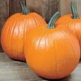 The Pumpkin Hollow photo