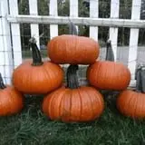 The Pumpkin Hollow photo