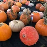 Cicconi Farms photo