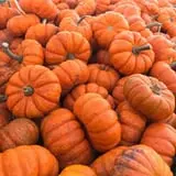 Cicconi Farms photo