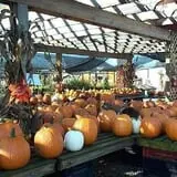 Cicconi Farms photo