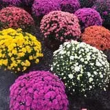 Cicconi Farms photo