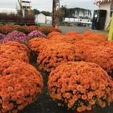 Cicconi Farms photo