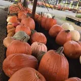 Cicconi Farms photo