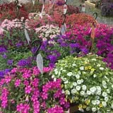 Cicconi Farms photo