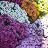 Cicconi Farms photo