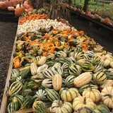 Cicconi Farms photo