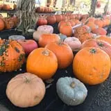 Cicconi Farms photo