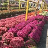 Cicconi Farms photo