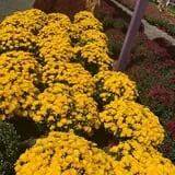 Cicconi Farms photo