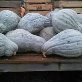 Cicconi Farms photo