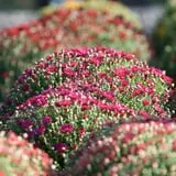 Cicconi Farms photo