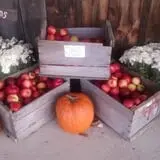 Thompson's Orchard photo