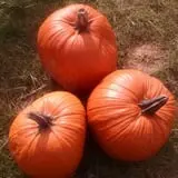 Thompson's Orchard photo