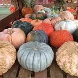 Ole McDermitt's Farm photo