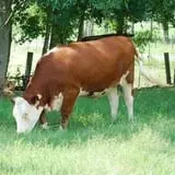 Ole McDermitt's Farm photo