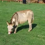 Ole McDermitt's Farm photo