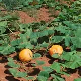 Ole McDermitt's Farm photo