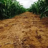 Skinny Bones Haunted Maze photo