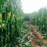 Skinny Bones Haunted Maze photo