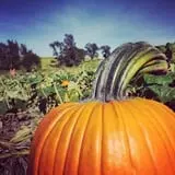 Skinny Bones Haunted Maze photo