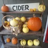 Long Hill Orchard Pick Your Own & Harvest Festival photo
