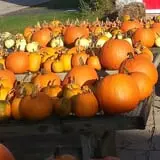 Long Hill Orchard Pick Your Own & Harvest Festival photo