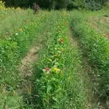 Long Hill Orchard Pick Your Own & Harvest Festival photo