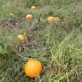Long Hill Orchard Pick Your Own & Harvest Festival photo