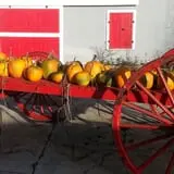 Long Hill Orchard Pick Your Own & Harvest Festival photo