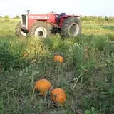 Long Hill Orchard Pick Your Own & Harvest Festival photo