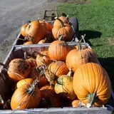 Long Hill Orchard Pick Your Own & Harvest Festival photo