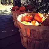Long Hill Orchard Pick Your Own & Harvest Festival photo