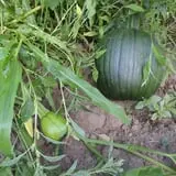 Long Hill Orchard Pick Your Own & Harvest Festival photo