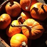 Long Hill Orchard Pick Your Own & Harvest Festival photo
